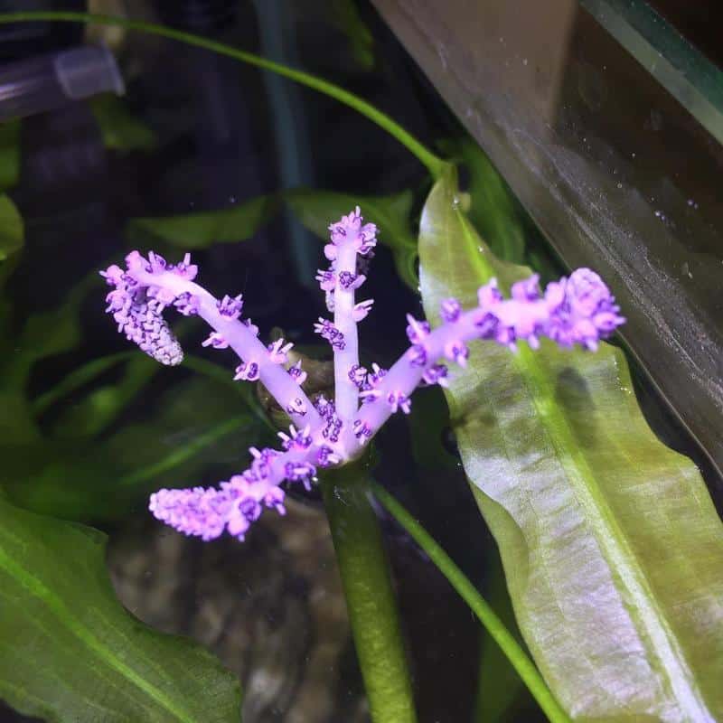 10 Best Aquarium Plants with Flowers - The Aquarium Life