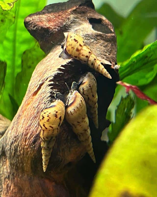 Malaysian Trumpet Snail