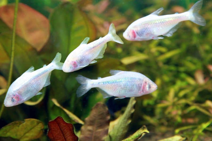 Mexican Tetra