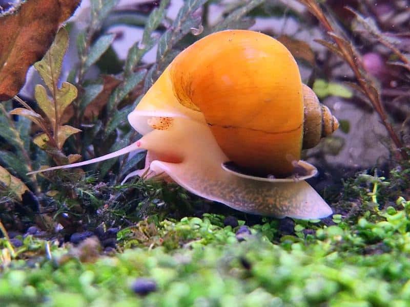 Mystery Snail