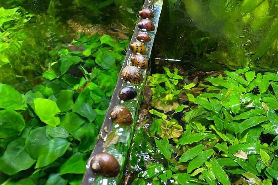 Nerite Snails