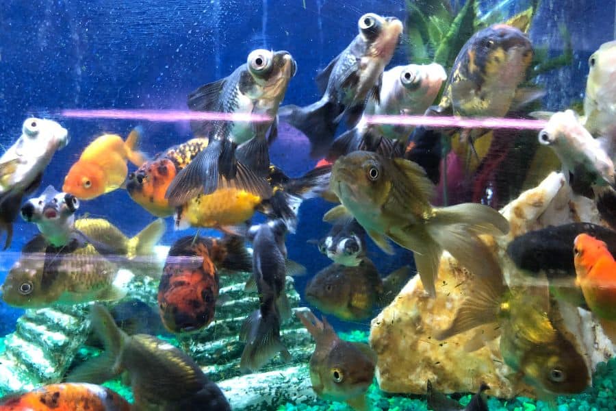 23 Ideal Tank Mates for Your Goldfish The Aquarium Life