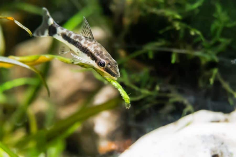 Otocinclus Catfish