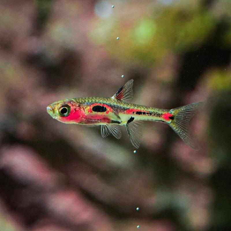 Phoenix Rasbora