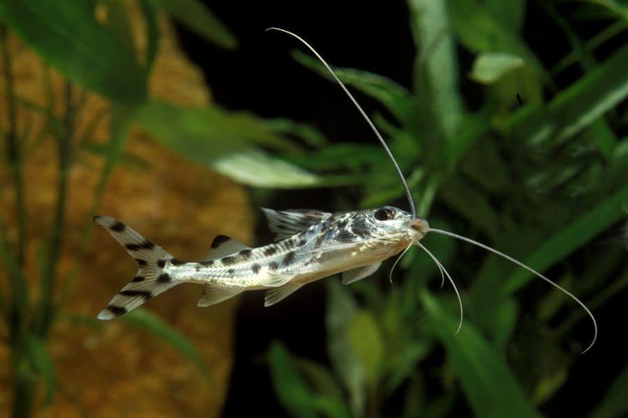 Pictus Catfish