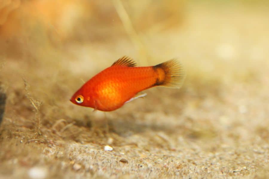 Platy (Xiphophorus maculatus)