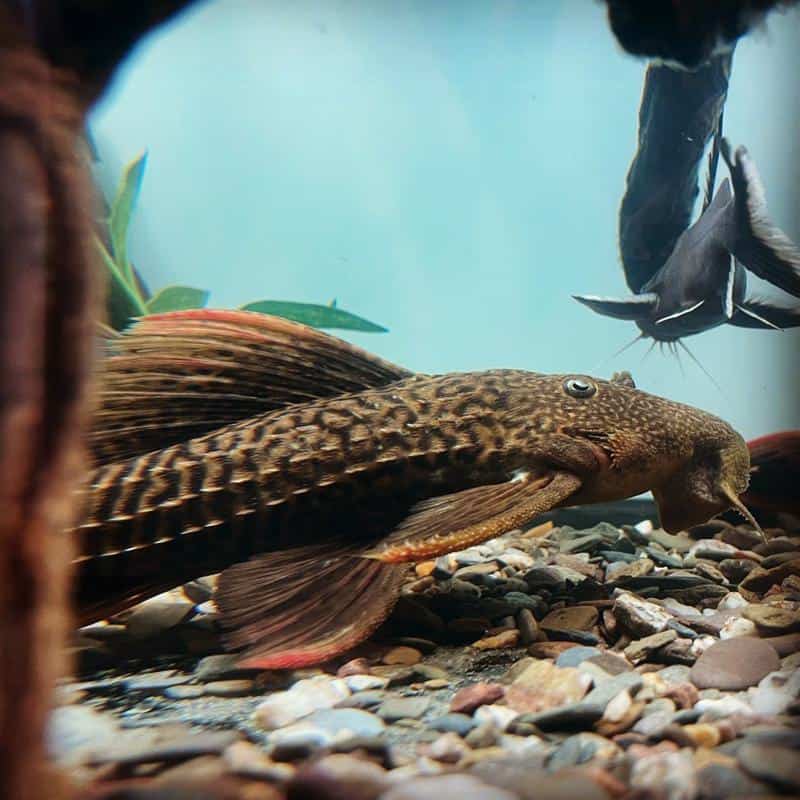 Plecostomus