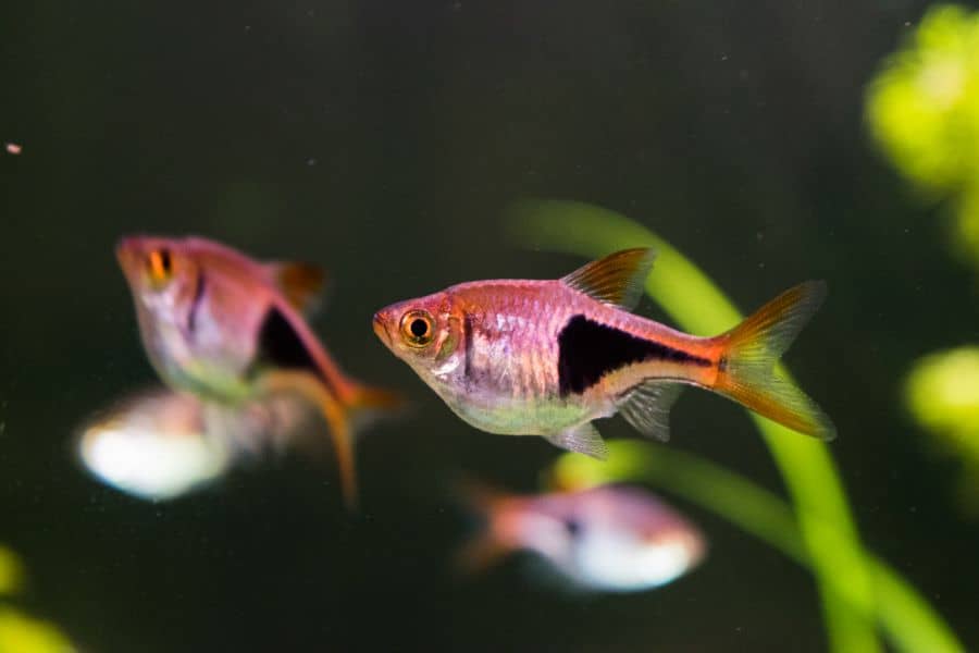 Rasbora Heteromorpha