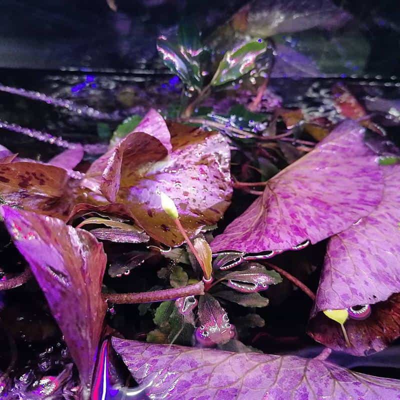 Red Tiger Lotus (Nymphaea zenkeri)