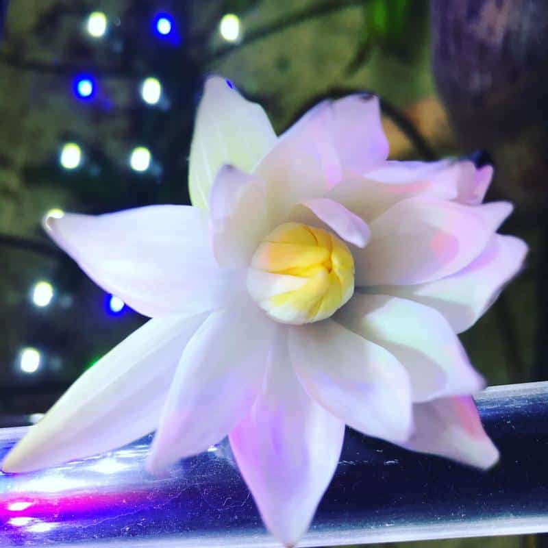 Red Tiger Lotus (Nymphaea zenkeri) Care Guide