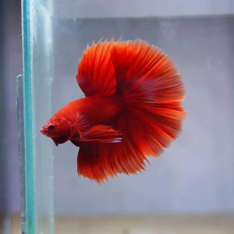 Red Betta