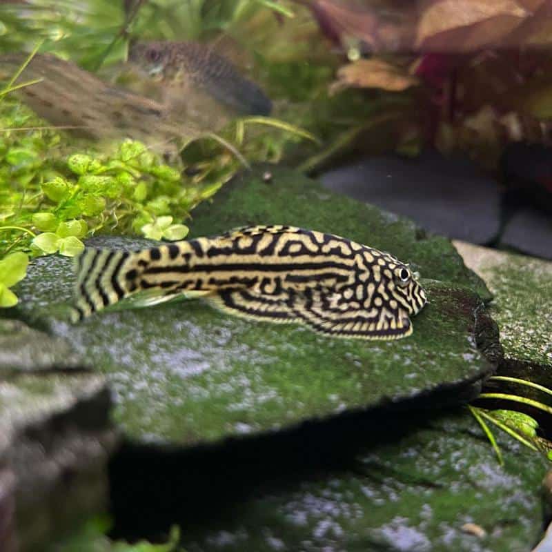 Reticulated Hillstream Loach