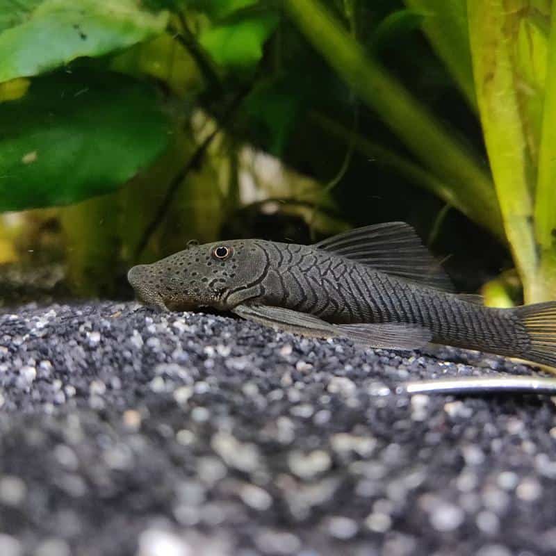 Rubber Lip Pleco