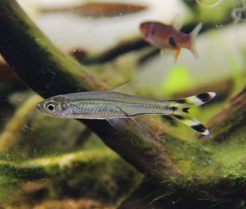 Scissortail Rasboras