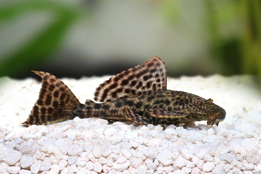 Suckermouth Catfish(Hypostomus plecostomus)