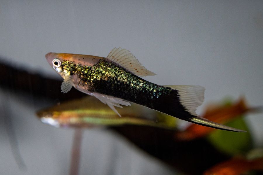 Swordtail Fish