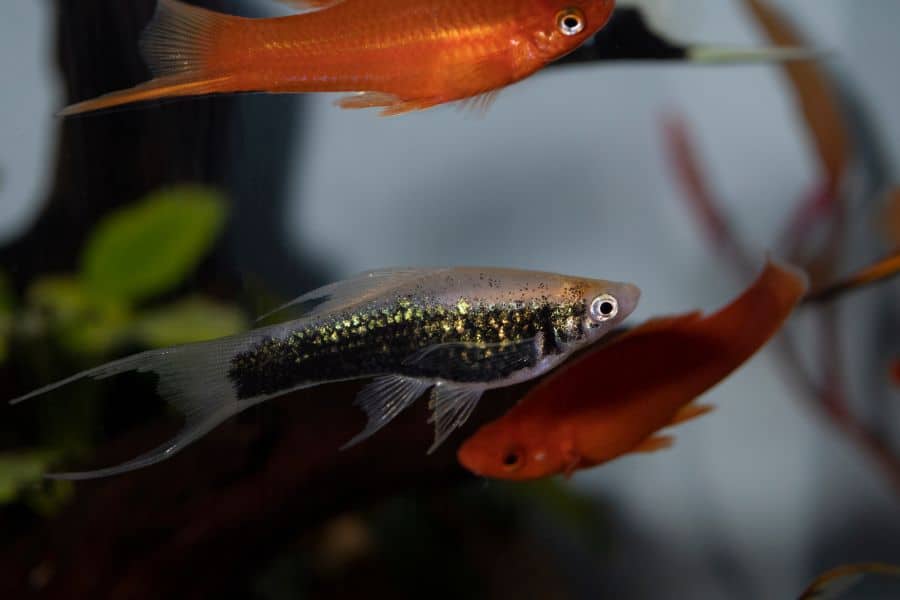 Swordtail