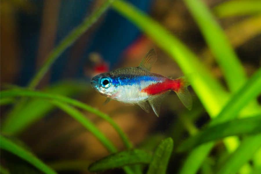 Tetras