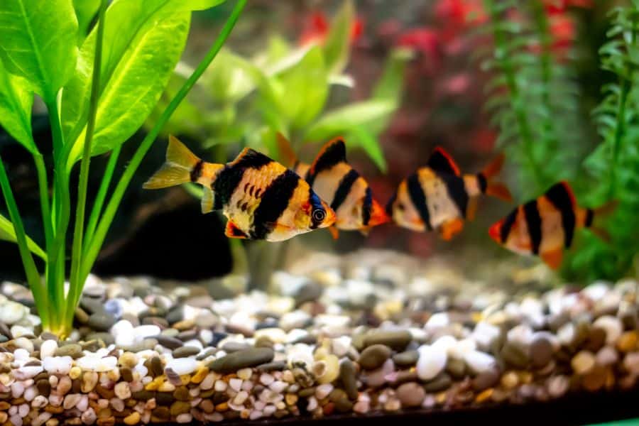 Tiger Barb Tank Mates