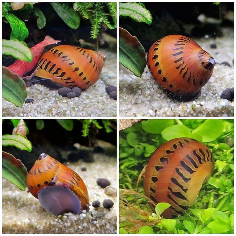 Tiger Nerite Snail