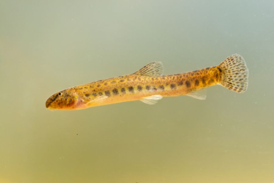 Weather Loach