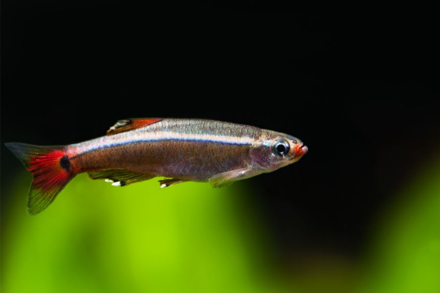 White Cloud Mountain Minnow