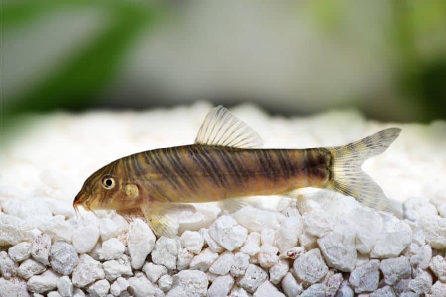 Zebra Loach