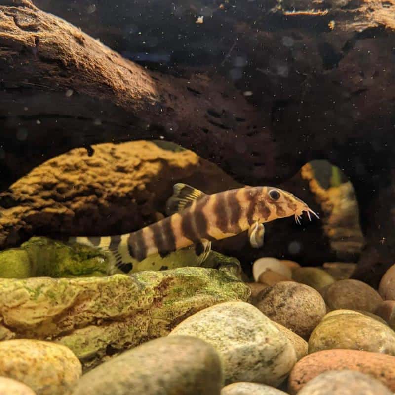 Zebra Loach