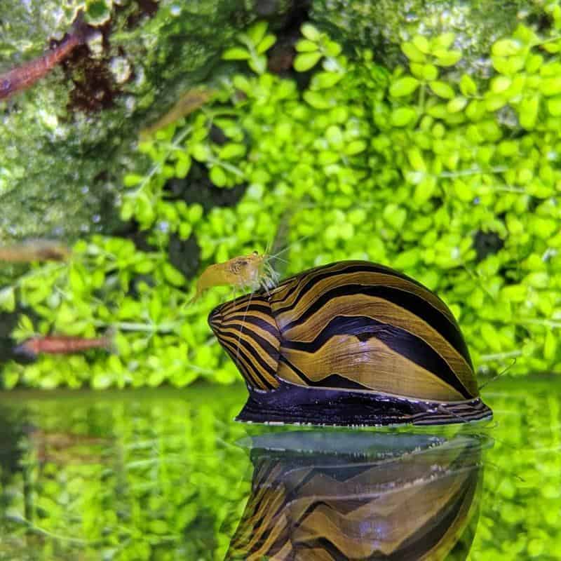 Zebra Nerite snail