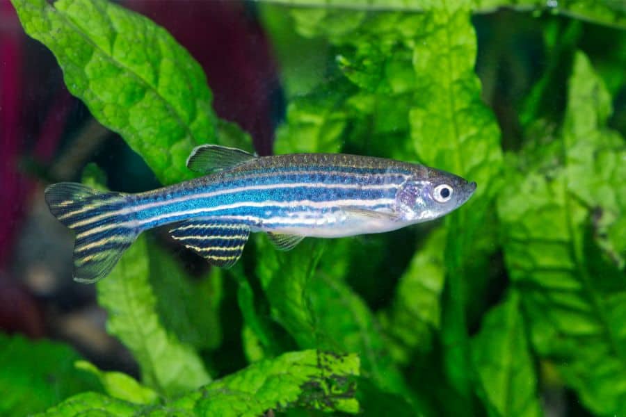 Zebrafish