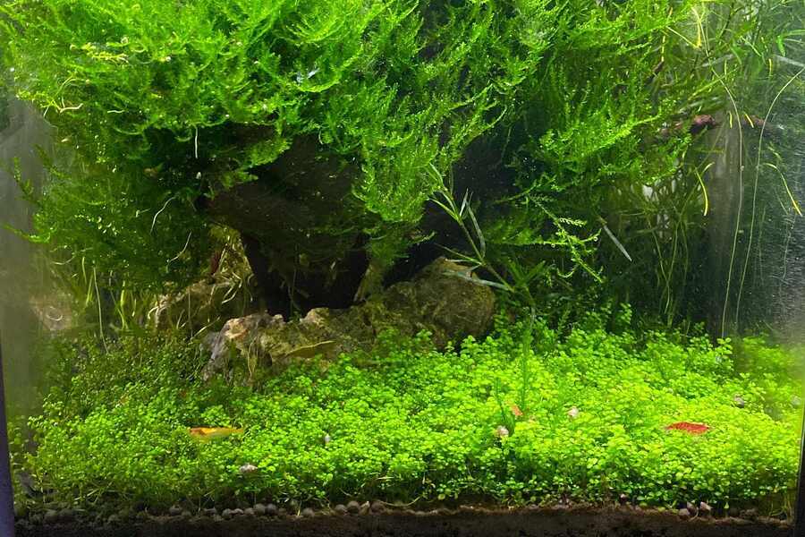 aquarium carpet plants