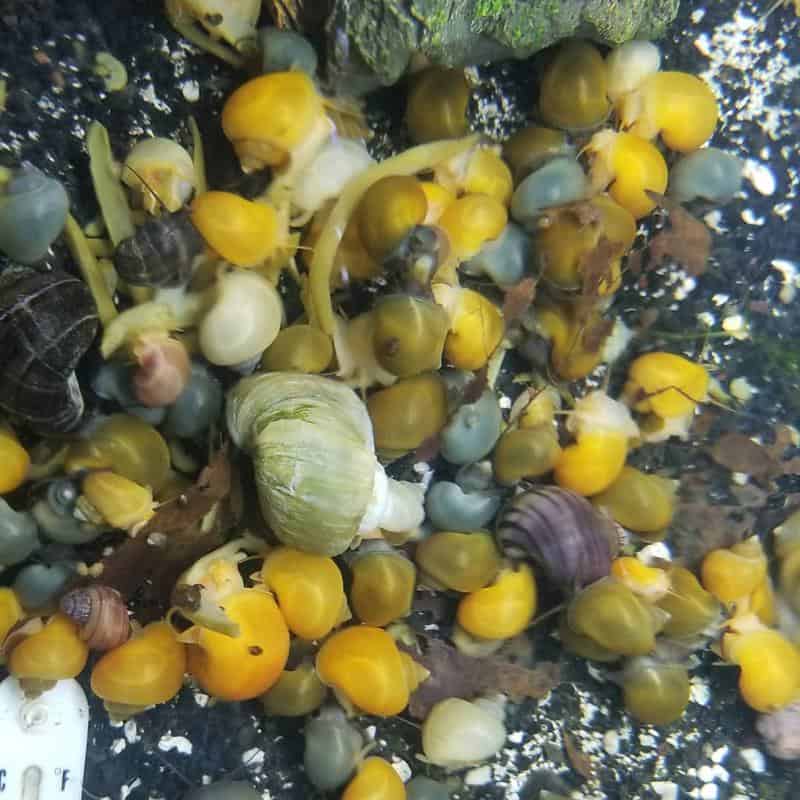 baby mystery snail