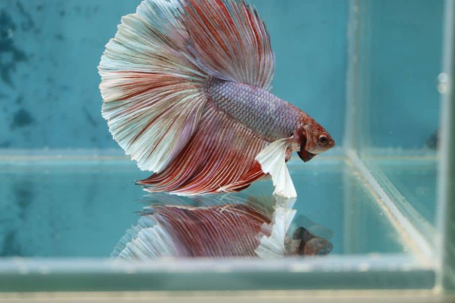 betta fish behavior before death