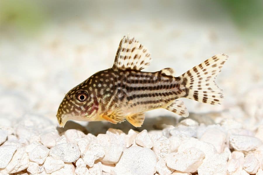 cory catfish(Corydoras)