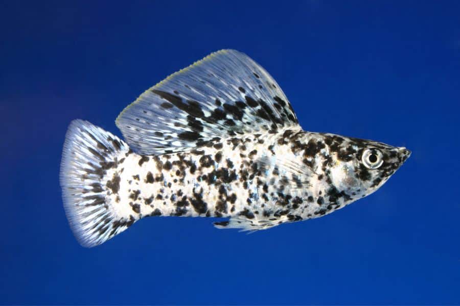 Dalmatian Molly Fish Care Diet More The Aquarium Life