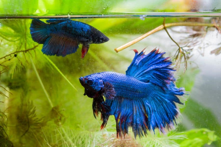 how to breed betta fish