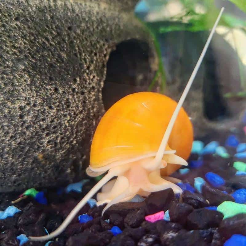 mystery snail