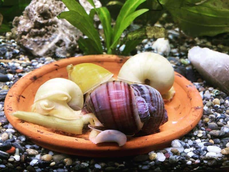 mystery snail diet