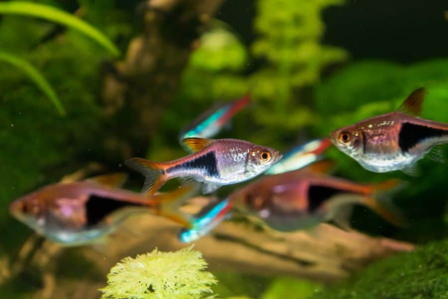 types of Rasbora