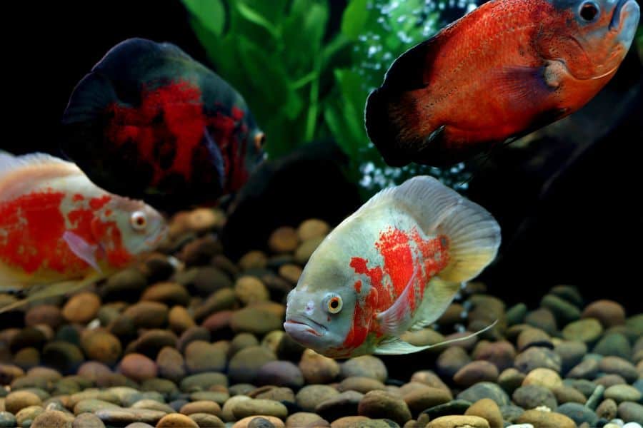 15 Types of Oscar Fish and Their Color Schemes