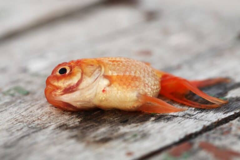 Why Your Fish Keep Dying? 14 Causes & How to Stop it