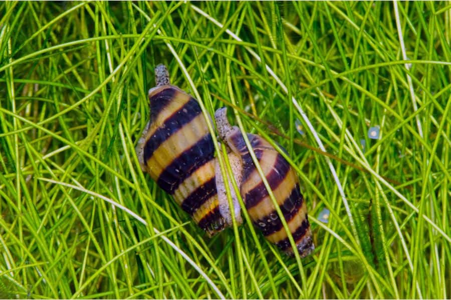 Adult assassin snails and eggs