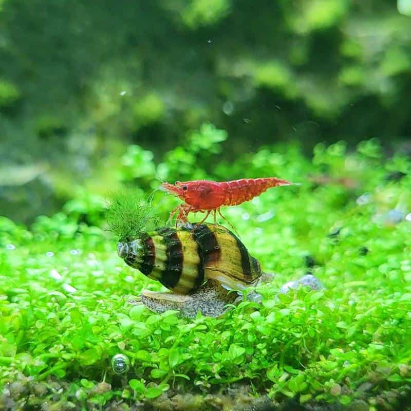 Assassin Snail Care