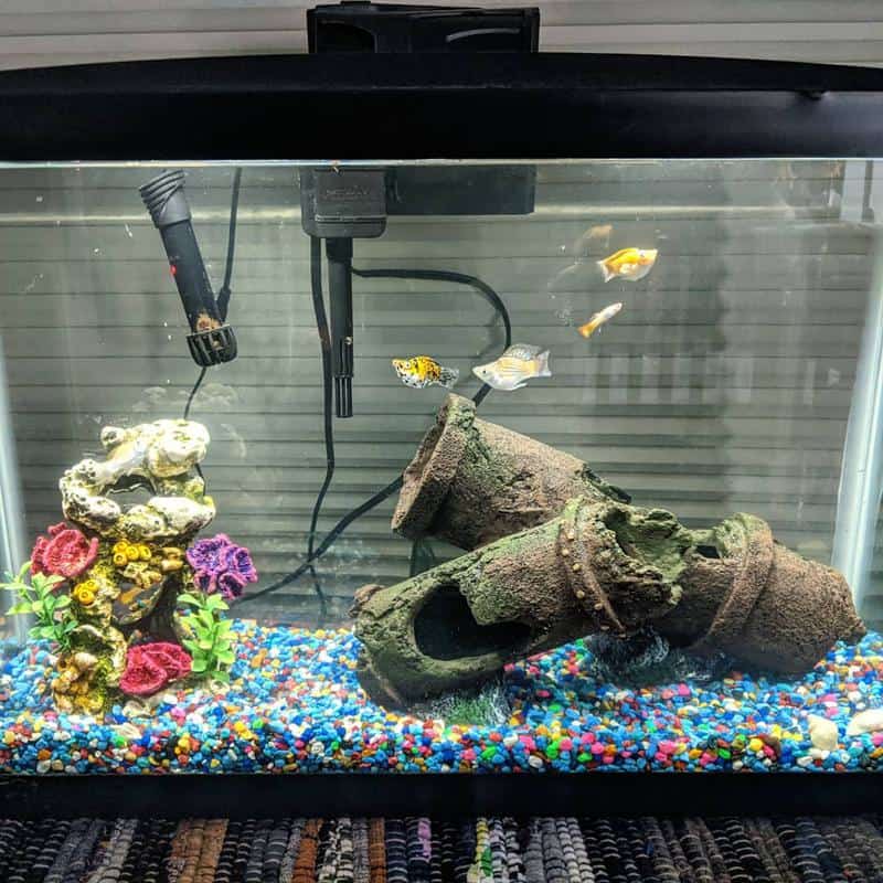 Balloon Molly Fish Tank Setup