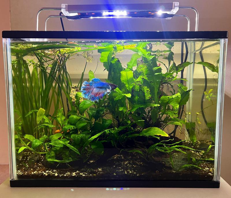 Water for Betta Fish 6 Parameters to Consider