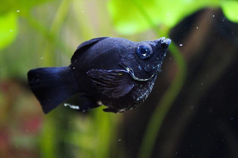 Black Balloon Molly Fish