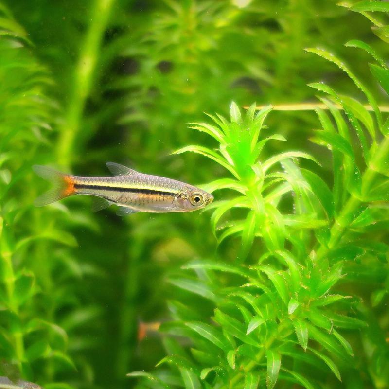 Blackline Rasbora 2