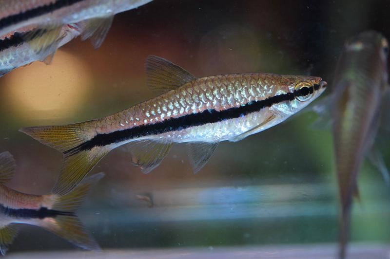 Brilliant Rasbora