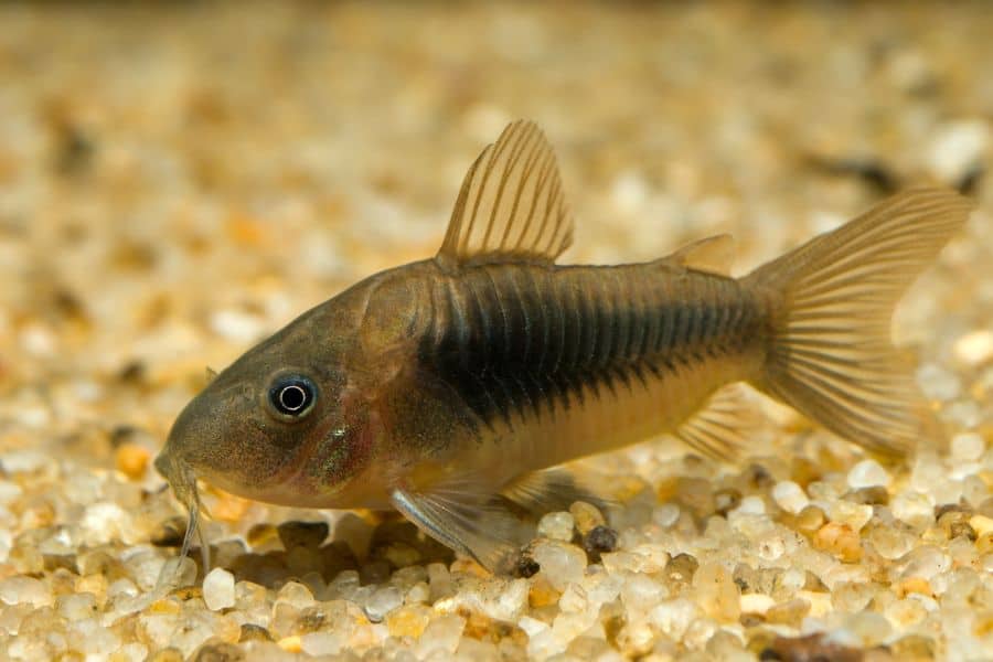 Bronze Corydoras