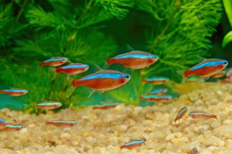 Cardinal Tetra